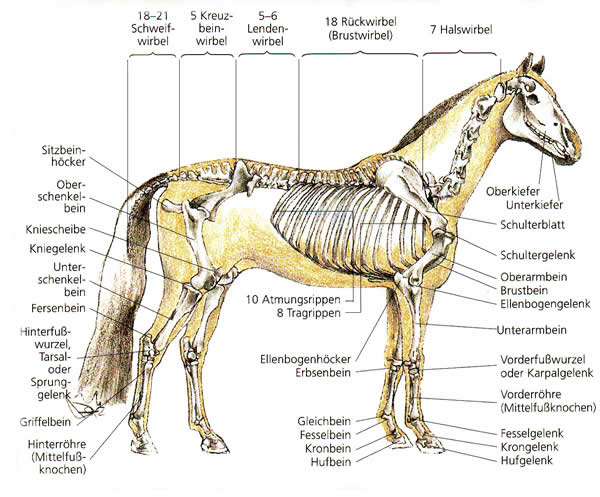 Bein Anatomie Pferd